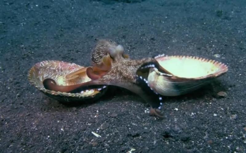 为什么大家吃章鱼，章鱼为什么喜欢吃螃蟹