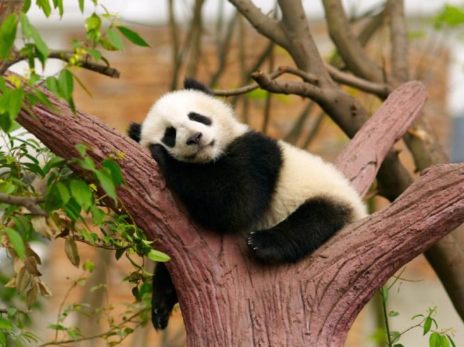 熊猫为什么那么受欢迎？熊猫为何如此受欢迎？