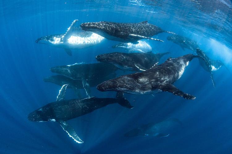 为什么鲸鱼迁徙，为什么鲸鱼迁徙会死亡！